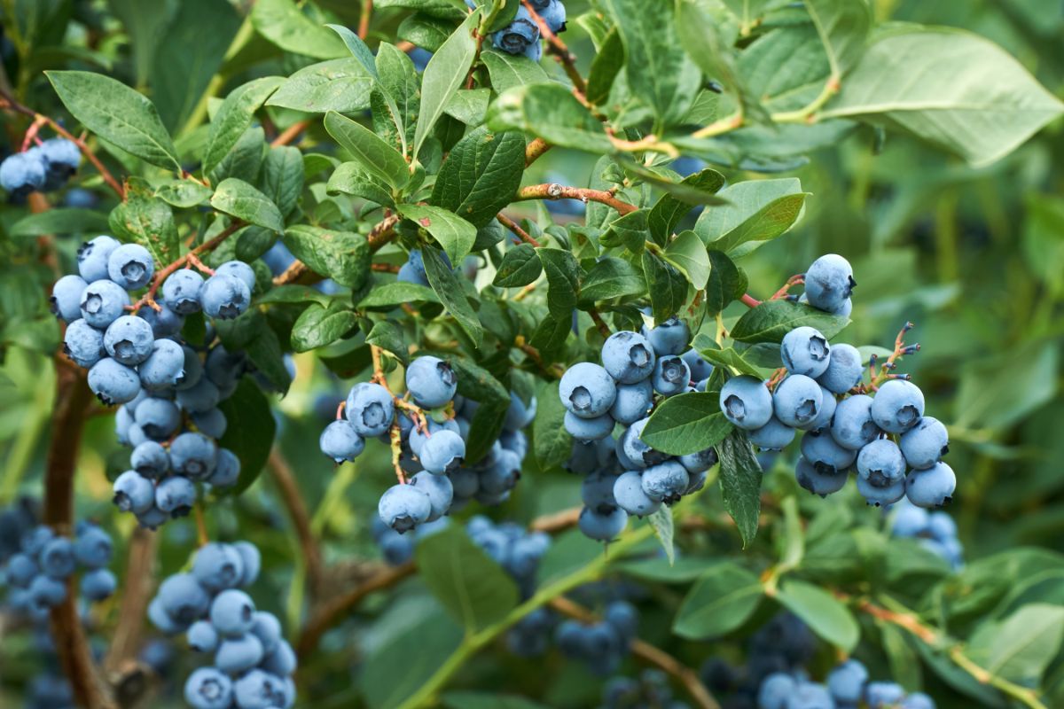 The Ultimate Tips for Propagating Blueberry Bushes Successfully