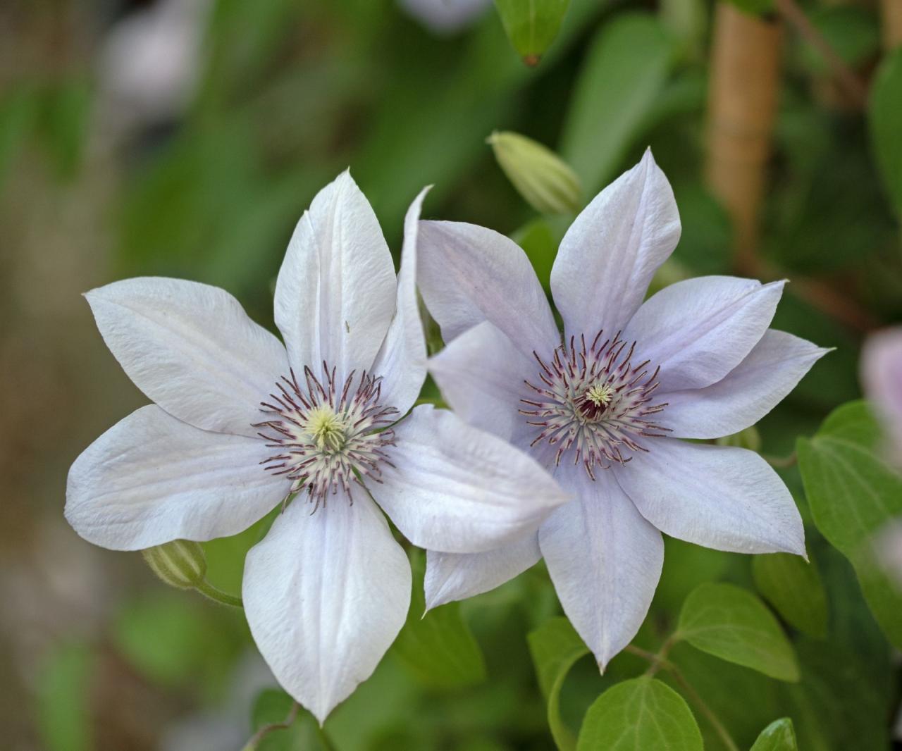 Master Clematis Propagation with These Expert Tips and Tricks