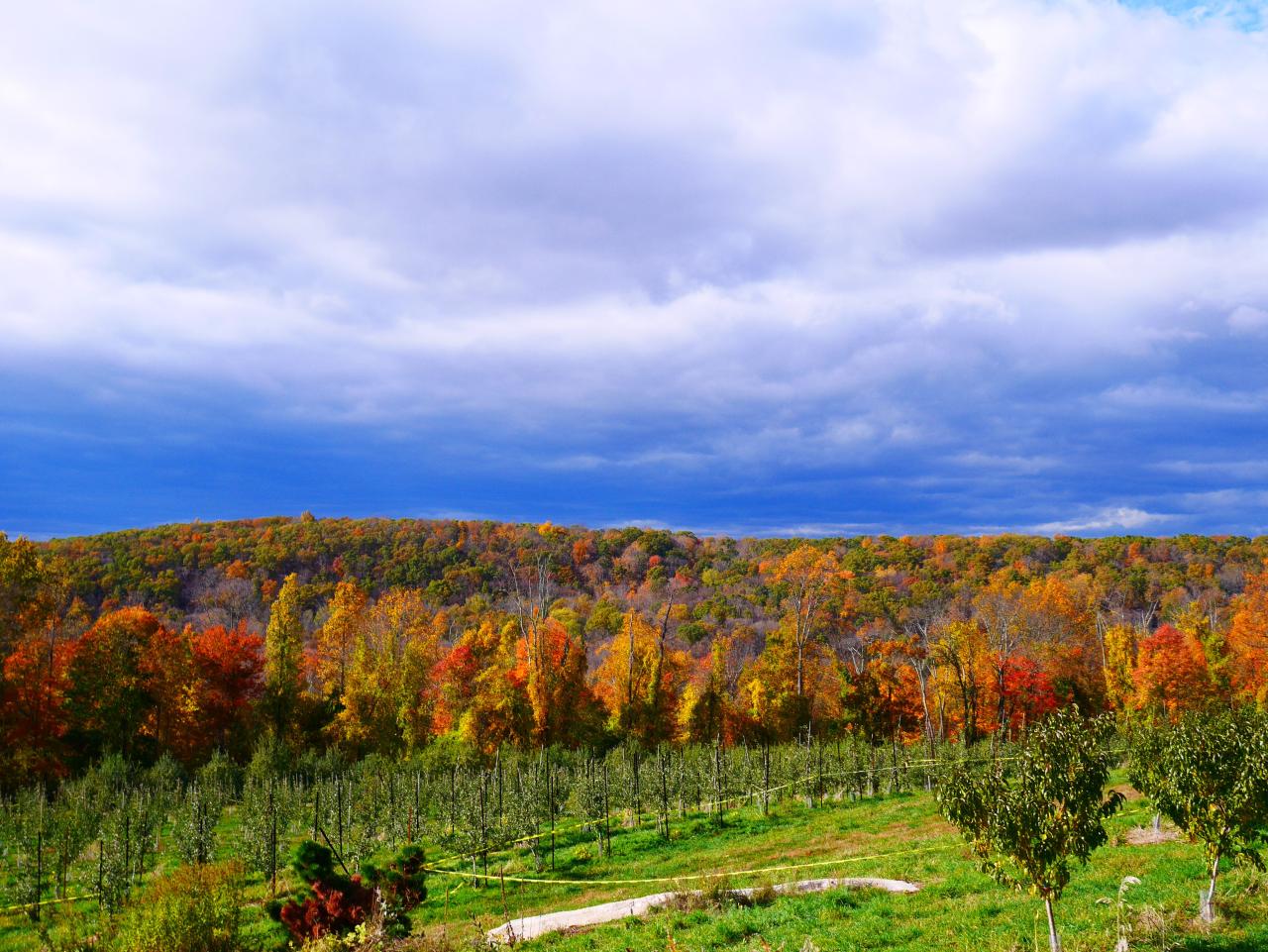 What Makes Harvest Moon Orchard a Top Destination This Harvest Season