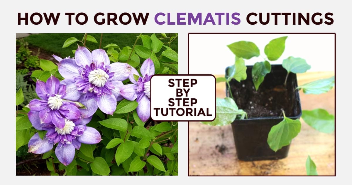 Master Clematis Propagation with These Expert Tips and Tricks