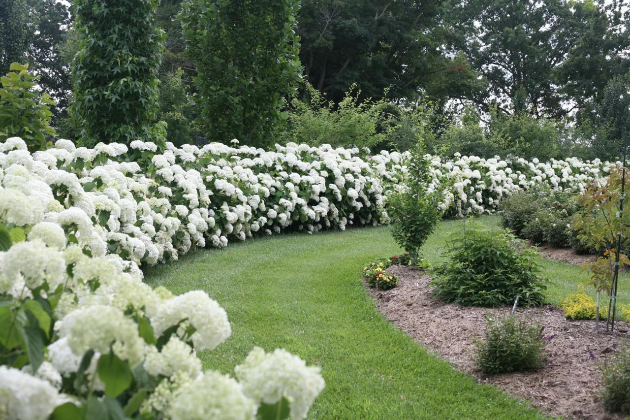 Best Tall Perennials to Plant With Hydrangeas