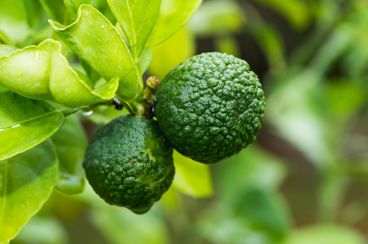 How to Grow and Harvest Kaffir Lime Leaf: Tips for a Flavorful Garden