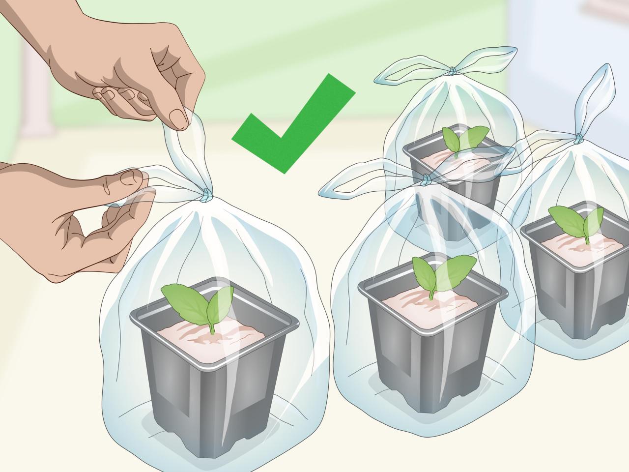 Propagation Tricks: How to Grow a Whole Garden of African Violets