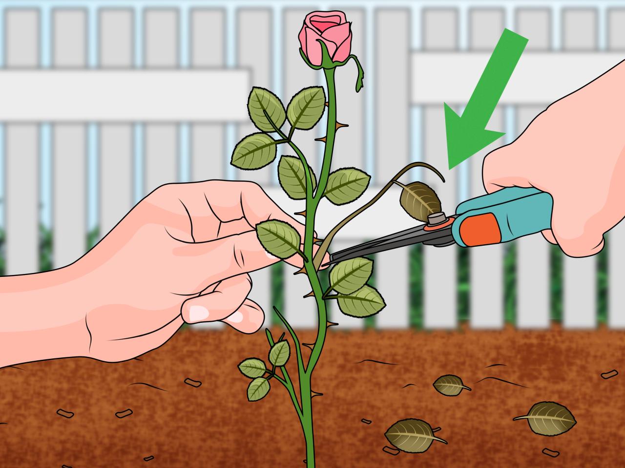 How To Propagate Roses From Cuttings: Easy Hacks for Beautiful and Healthy Roses