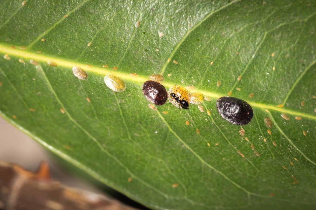 Greenhouse pests aphid manage