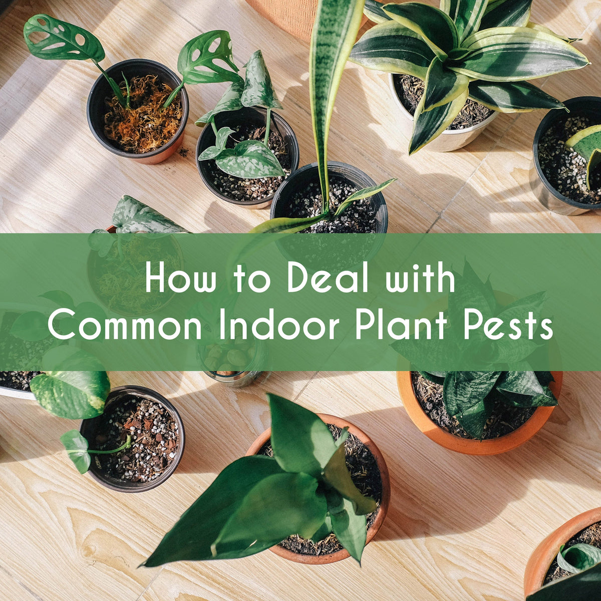 The Ultimate Guide to Large Indoor Plant Pests and Solutions