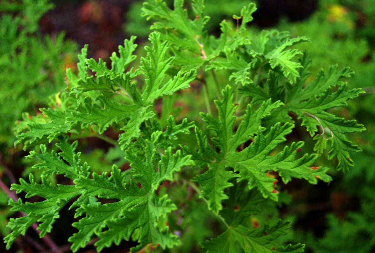 Grow Your Own Bug Repellent: Citronella Plant 101