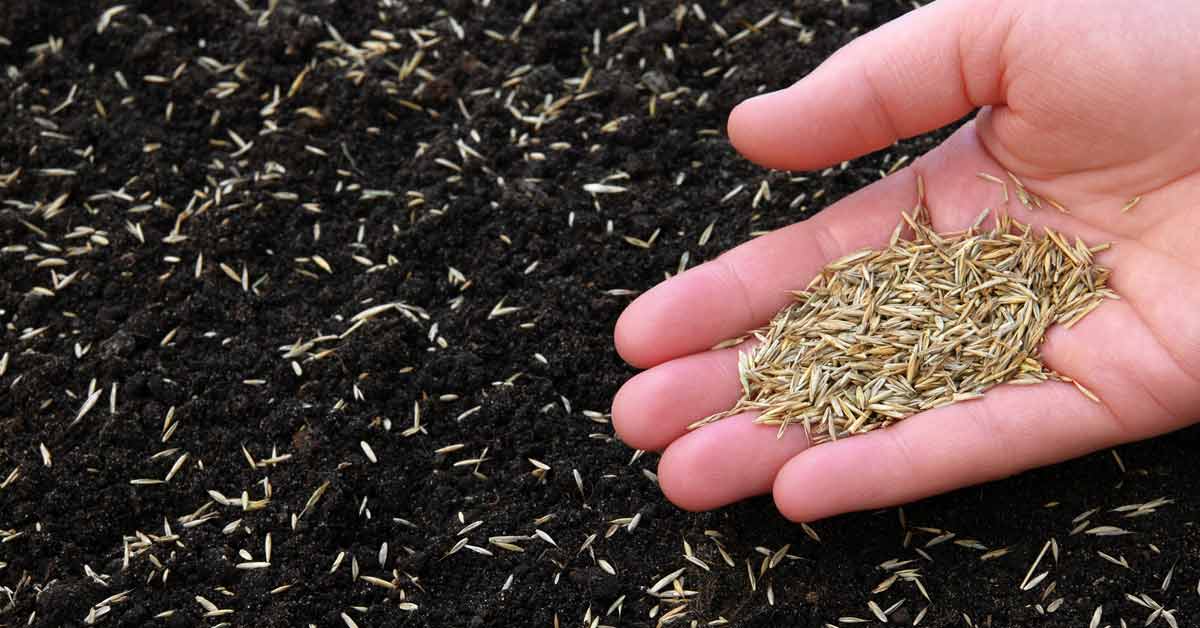 The Ultimate Guide to Timing Your Grass Seed Sowing: Best Practices for a Perfect Lawn