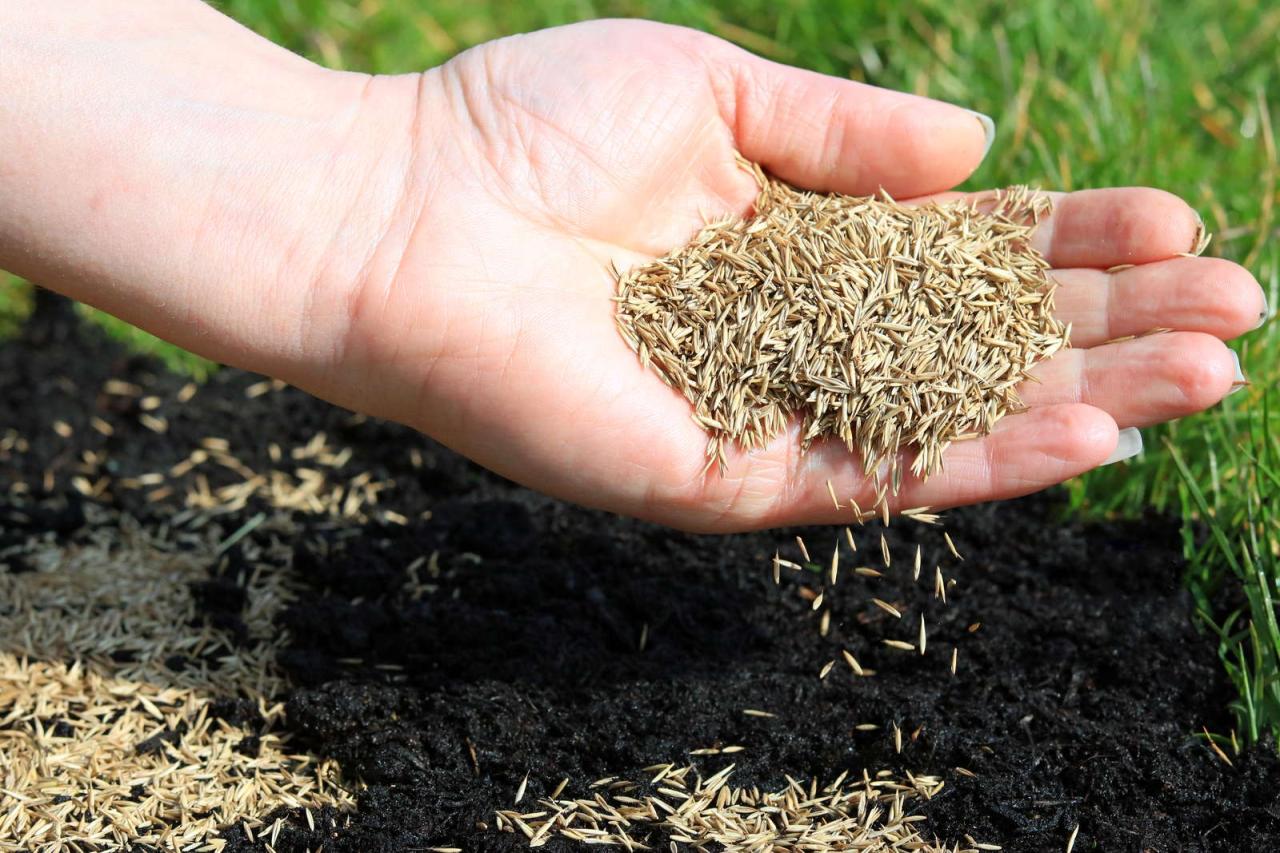 When to Sow Grass Seed in the UK: The Best Times for Planting