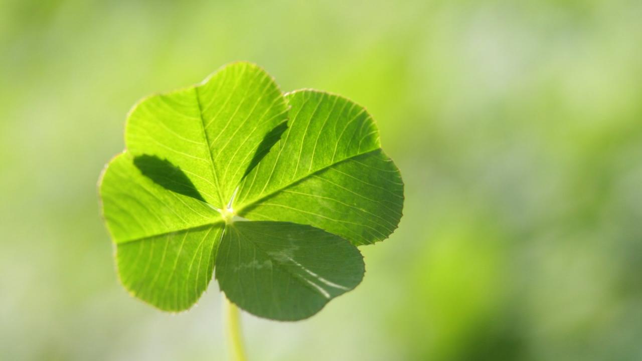 How to Find and Cultivate Four Leaf Clovers for Good Luck and More