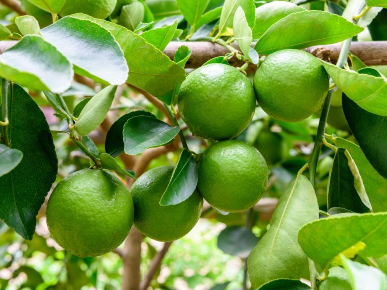 Kaffir citrus hystrix fruit