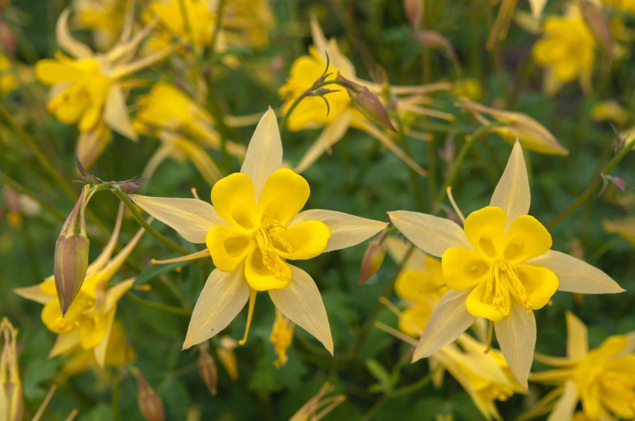 How to Revitalize Your Columbine Plants Quickly and Effectively