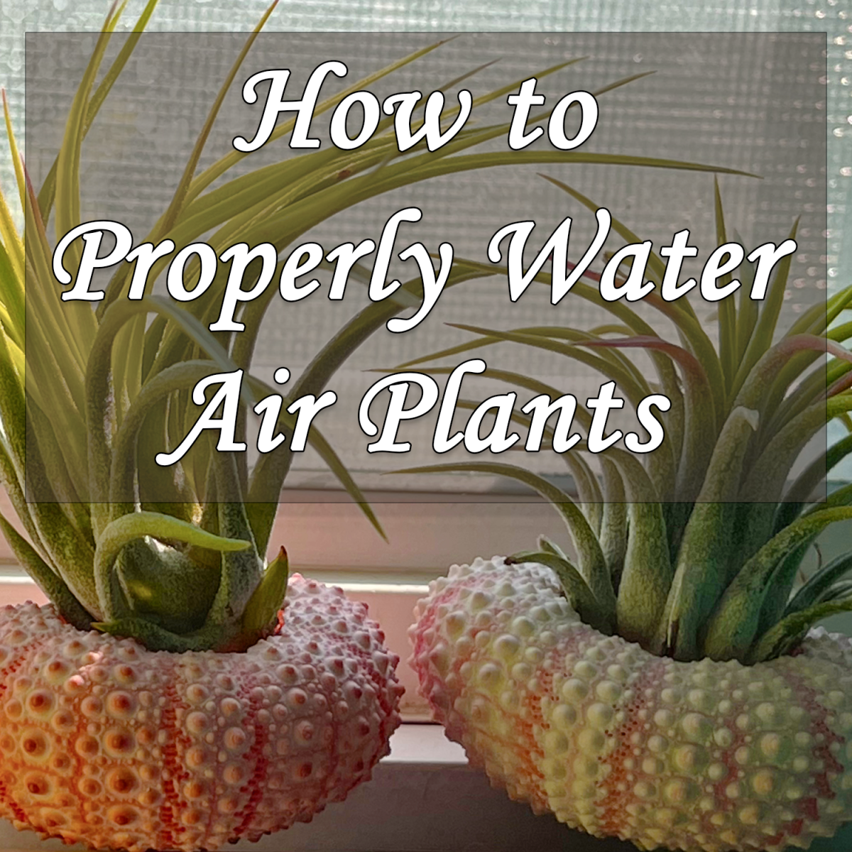 How to Water Air Plants in High Humidity