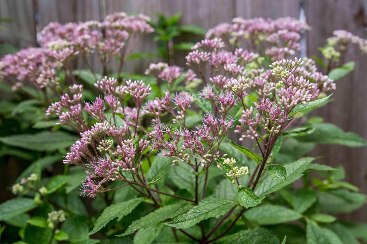 Grow Joe Pye Weed: Stunning Blooms in Your Garden