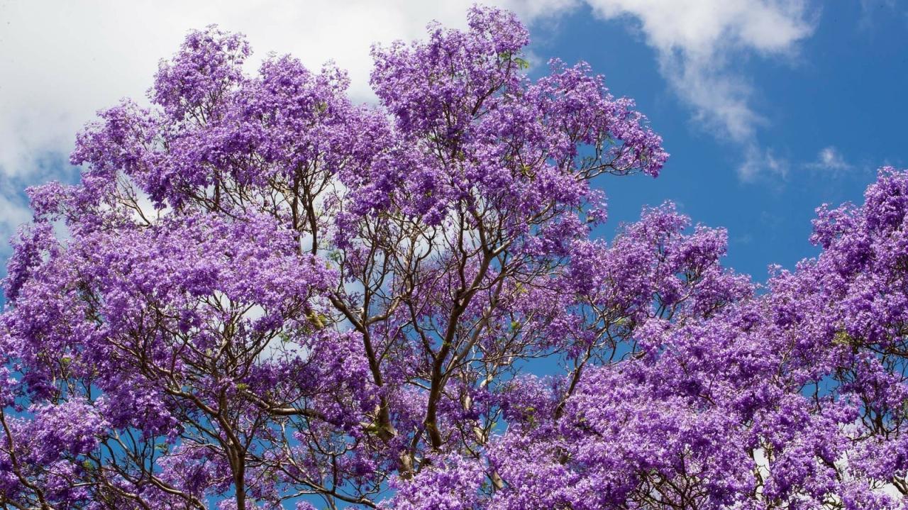 Grow a Stunning Jacaranda: Expert Garden Advice