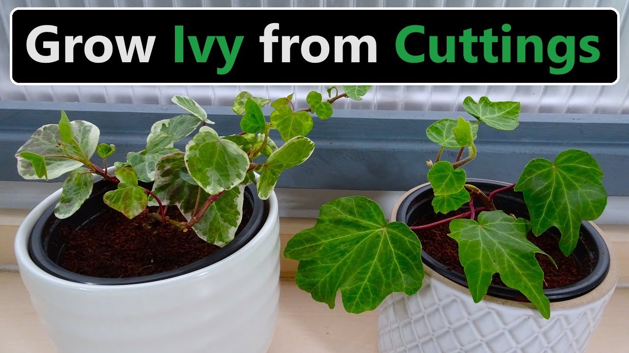 Ivy Growth Hacks: How to Propagate Ivy with Stunning Results