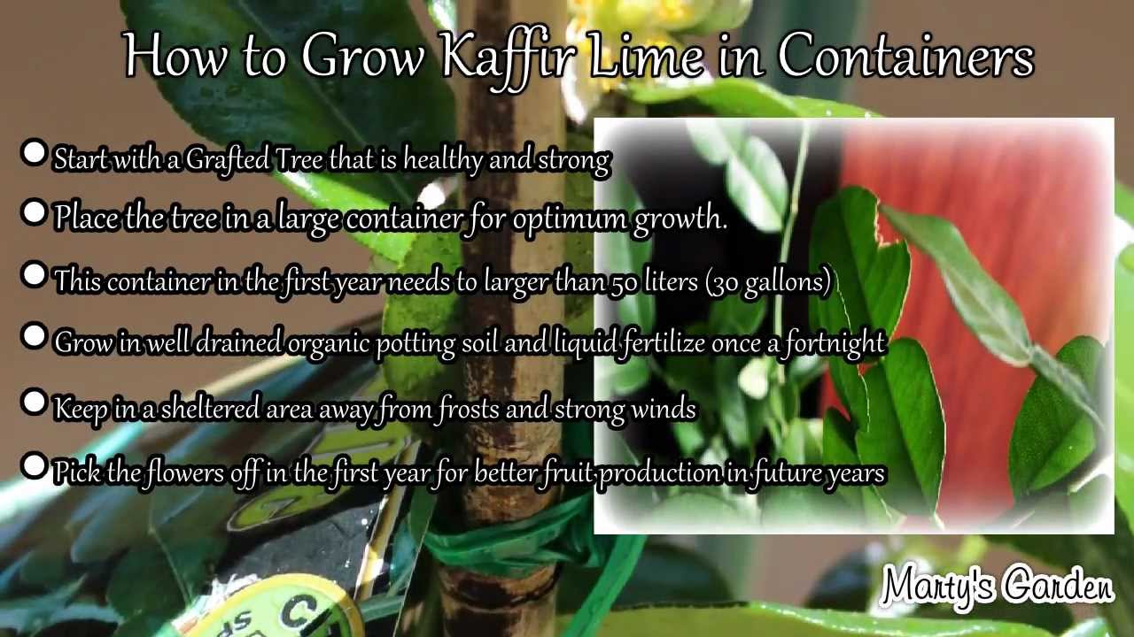 How to Grow and Harvest Kaffir Lime Leaf: Tips for a Flavorful Garden