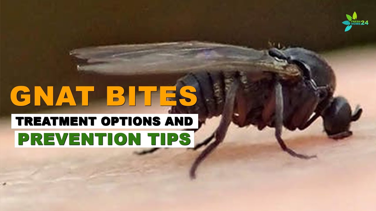 How to Treat Gnat Problems in Indoor Gardens