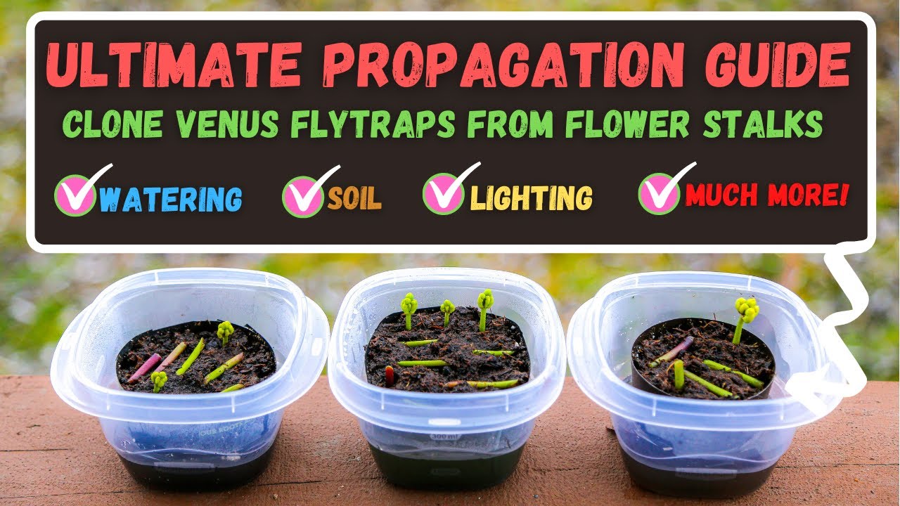 Propagate Venus Flytraps From Cuttings in Days