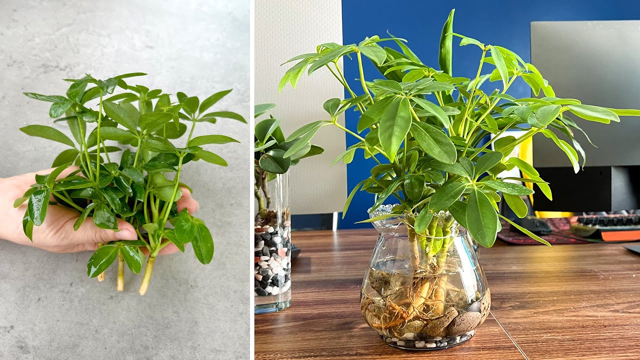 The Ultimate Guide to Propagating Schefflera Plants Effortlessly