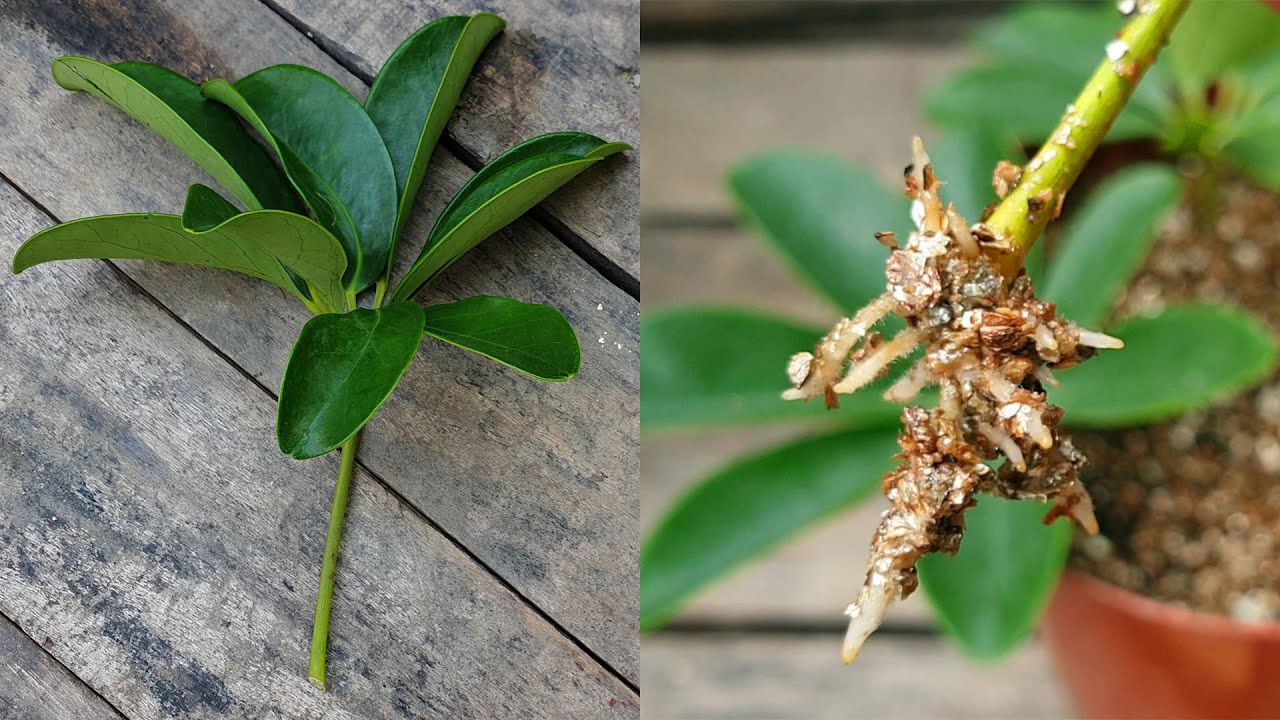 The Ultimate Guide to Propagating Schefflera Plants Effortlessly