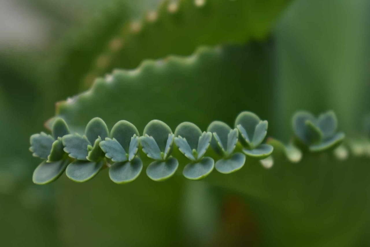 How to Multiply Your Mother of Thousands with These Proven Methods