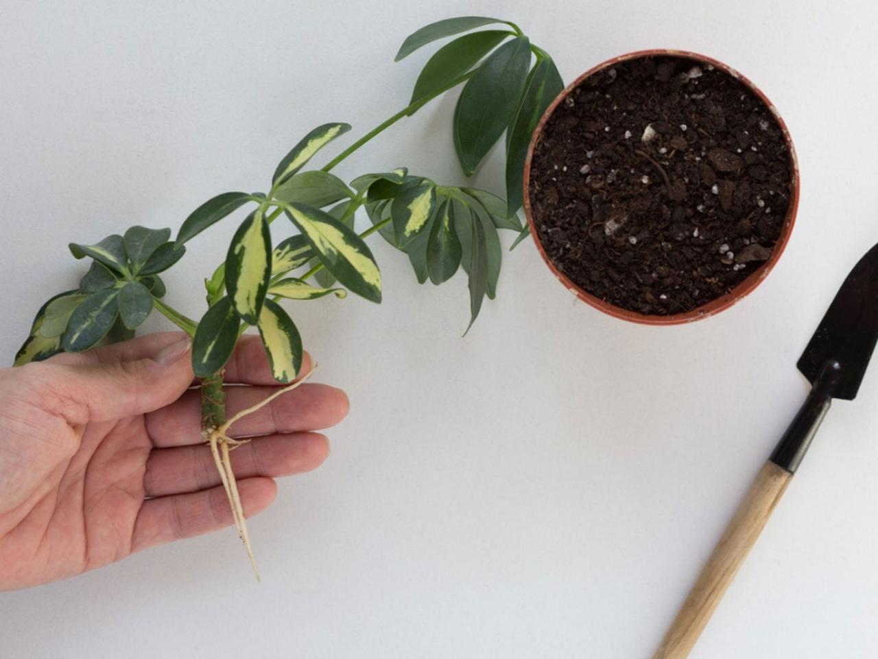 The Ultimate Guide to Propagating Schefflera Plants Effortlessly