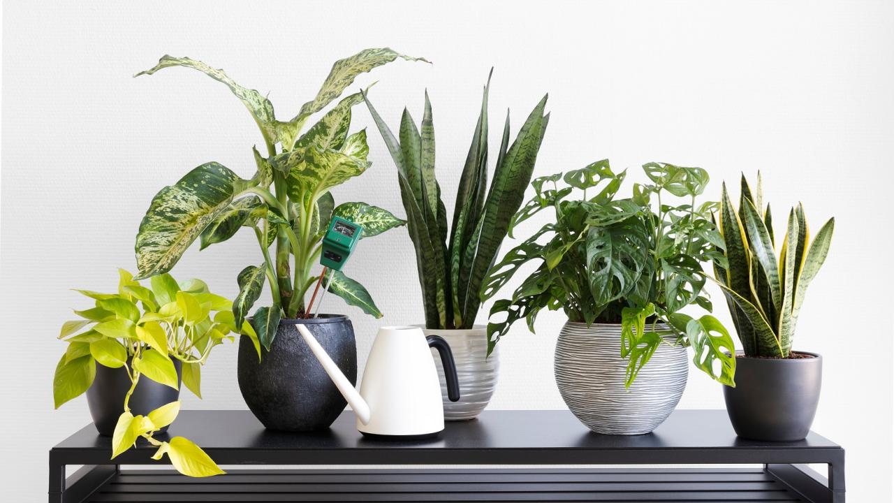 The Ultimate Guide to Large Indoor Plant Pests and Solutions