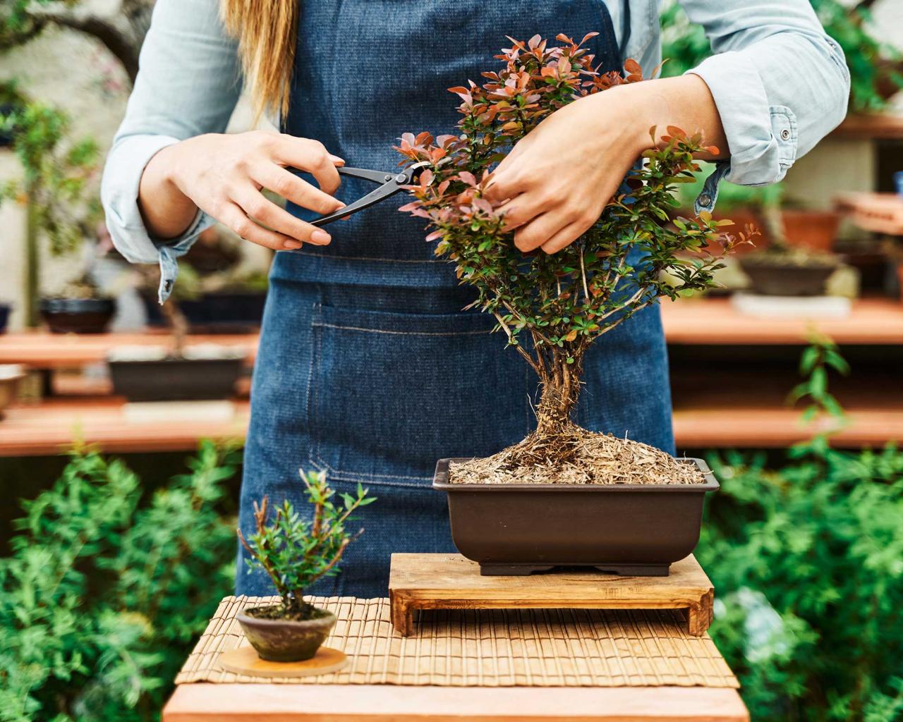 Bonsai Care Tips for Beautiful and Healthy Trees